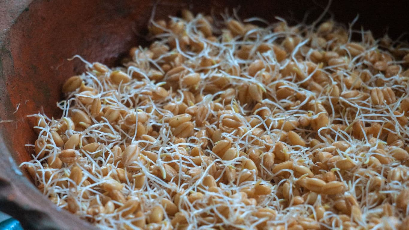 Close-up of sprouted wheat grains in bowl
