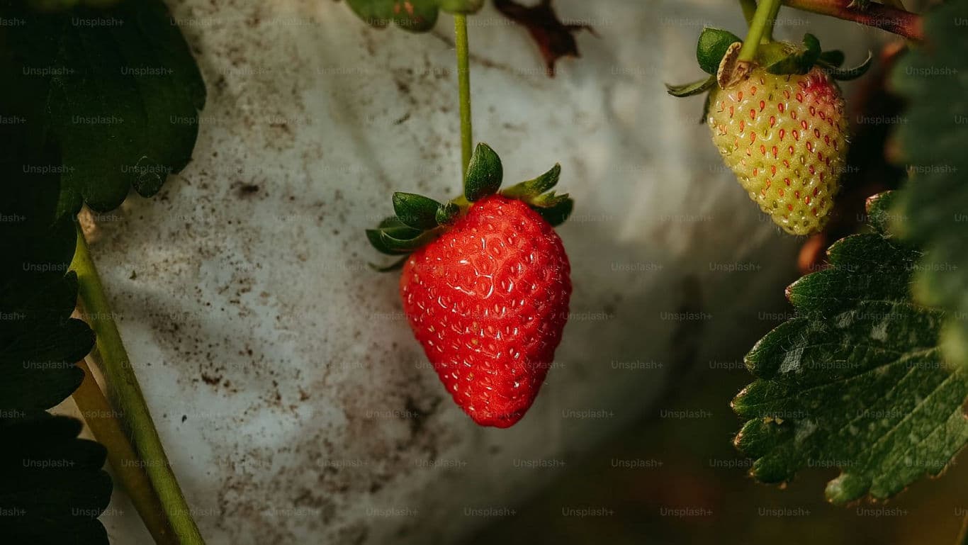 Ripe and unripe strawberries on plant outdoors