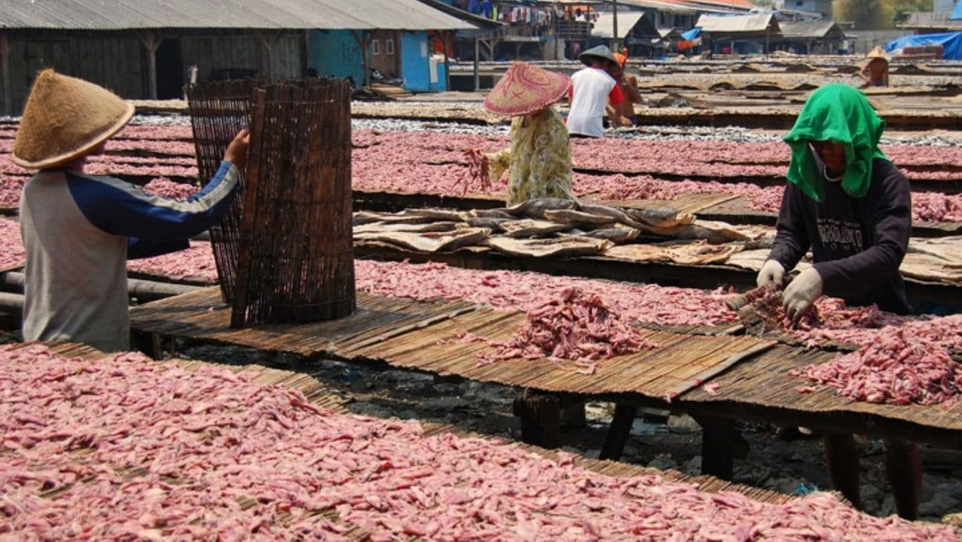 Workers Drying Seafood Outdoors Under Sunlight