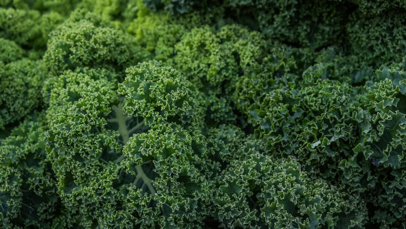 Close-up of fresh curly kale leaves