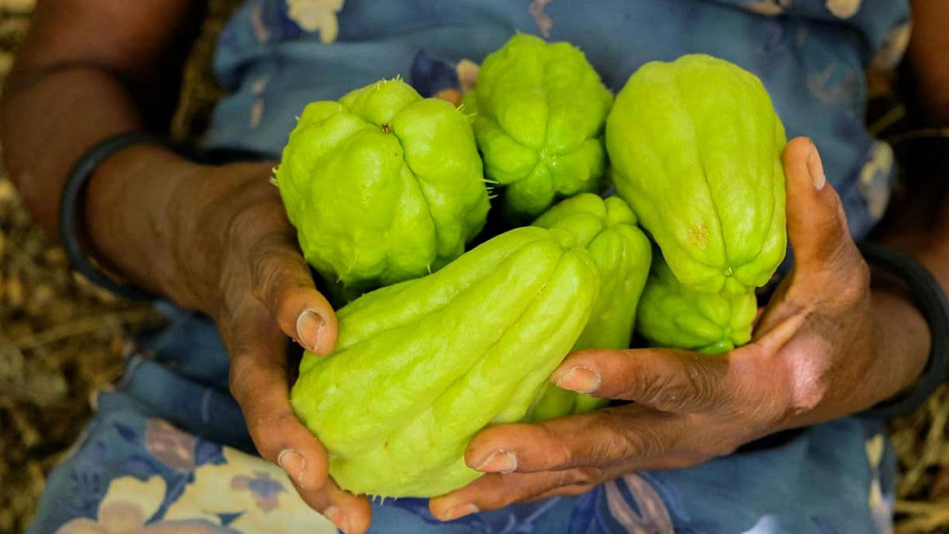 Person Holding Fresh Green Chayote Squash Harvest