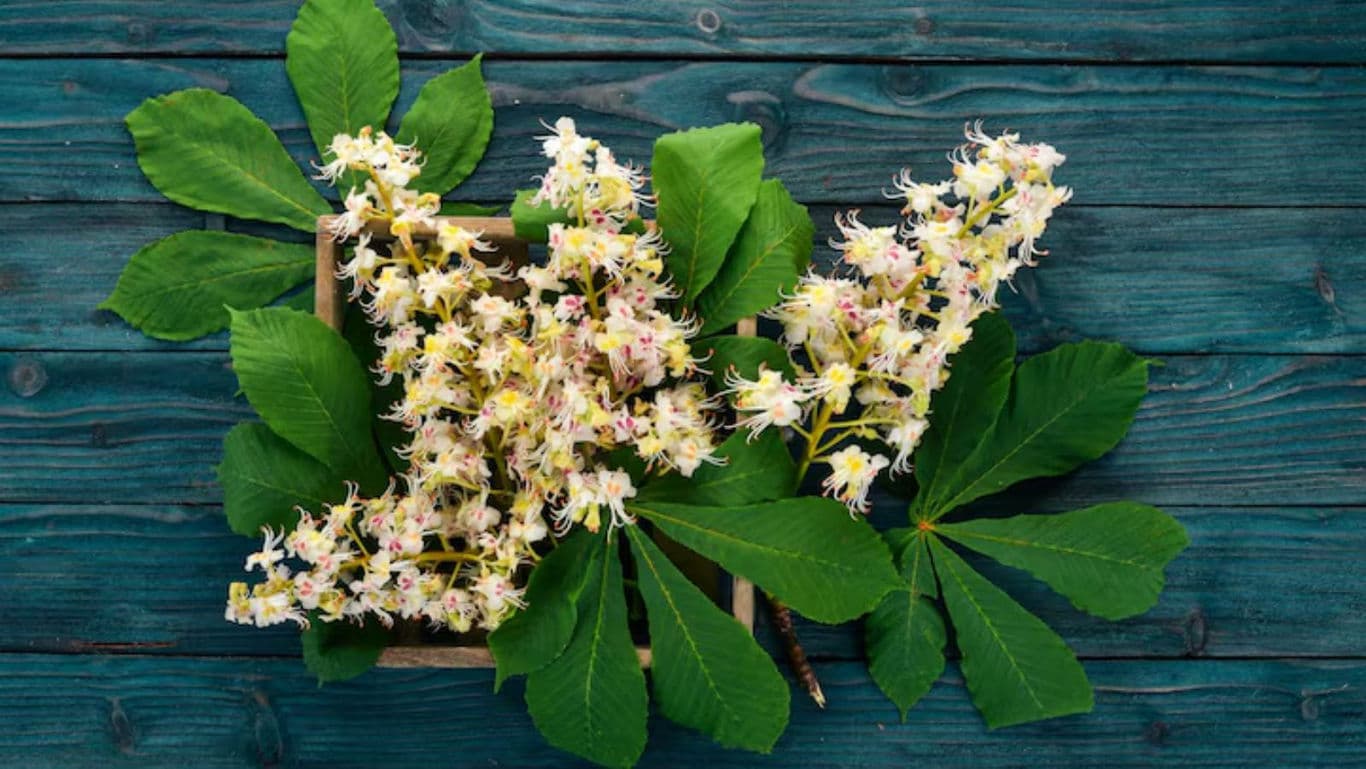 Chestnut tree blossoms on rustic wooden table