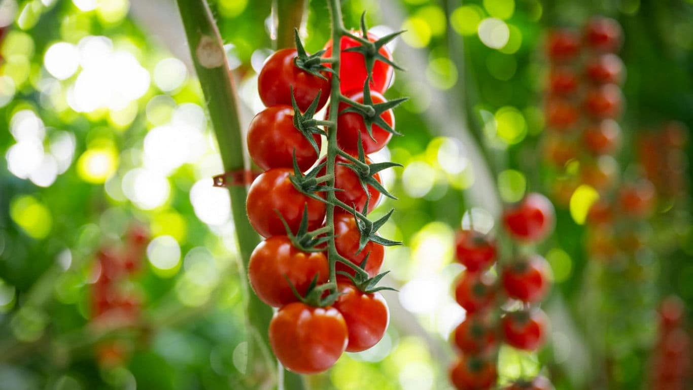 Cluster of Ripe Red Tomatoes Growing on Vine
