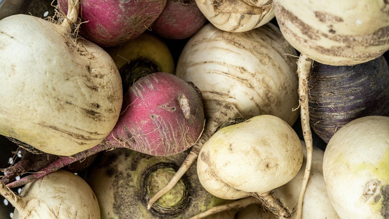 Close-up of assorted fresh turnips and radishes