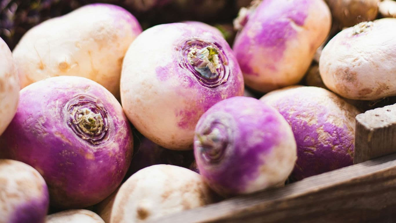 Fresh purple and white turnips in wooden crate