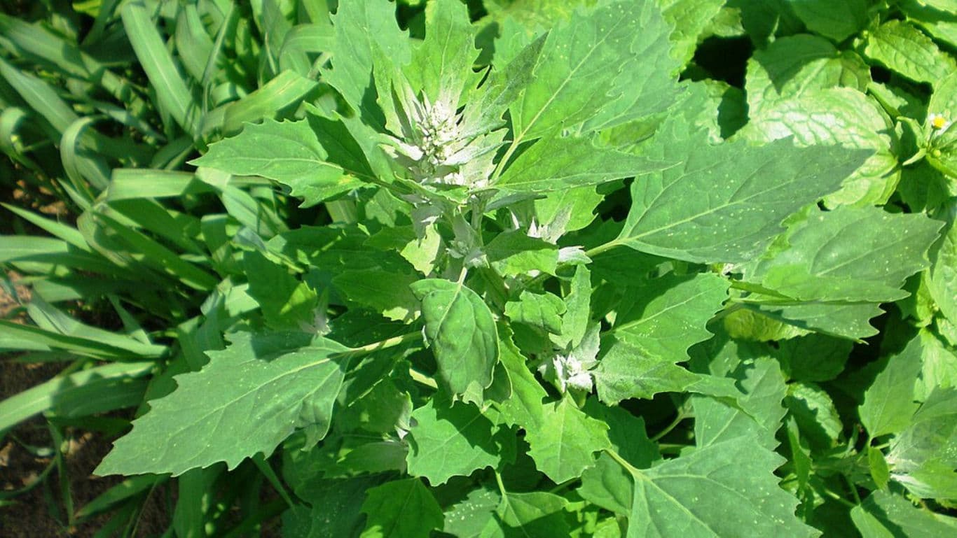 Close-up of Green Leafy Plant Outdoors