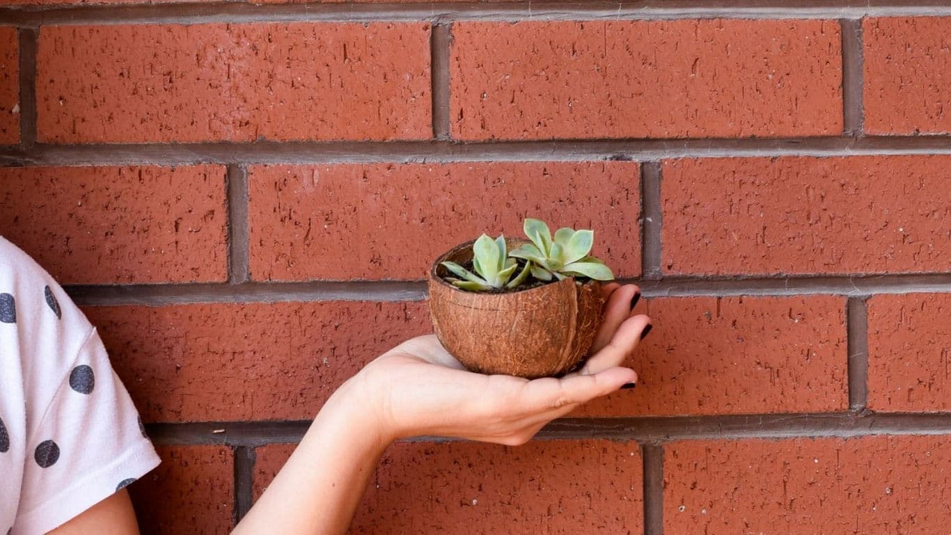 Hand holding small succulent in coconut pot