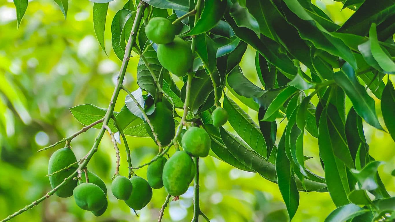 Cluster of Green Mangoes Hanging from Tree Branch