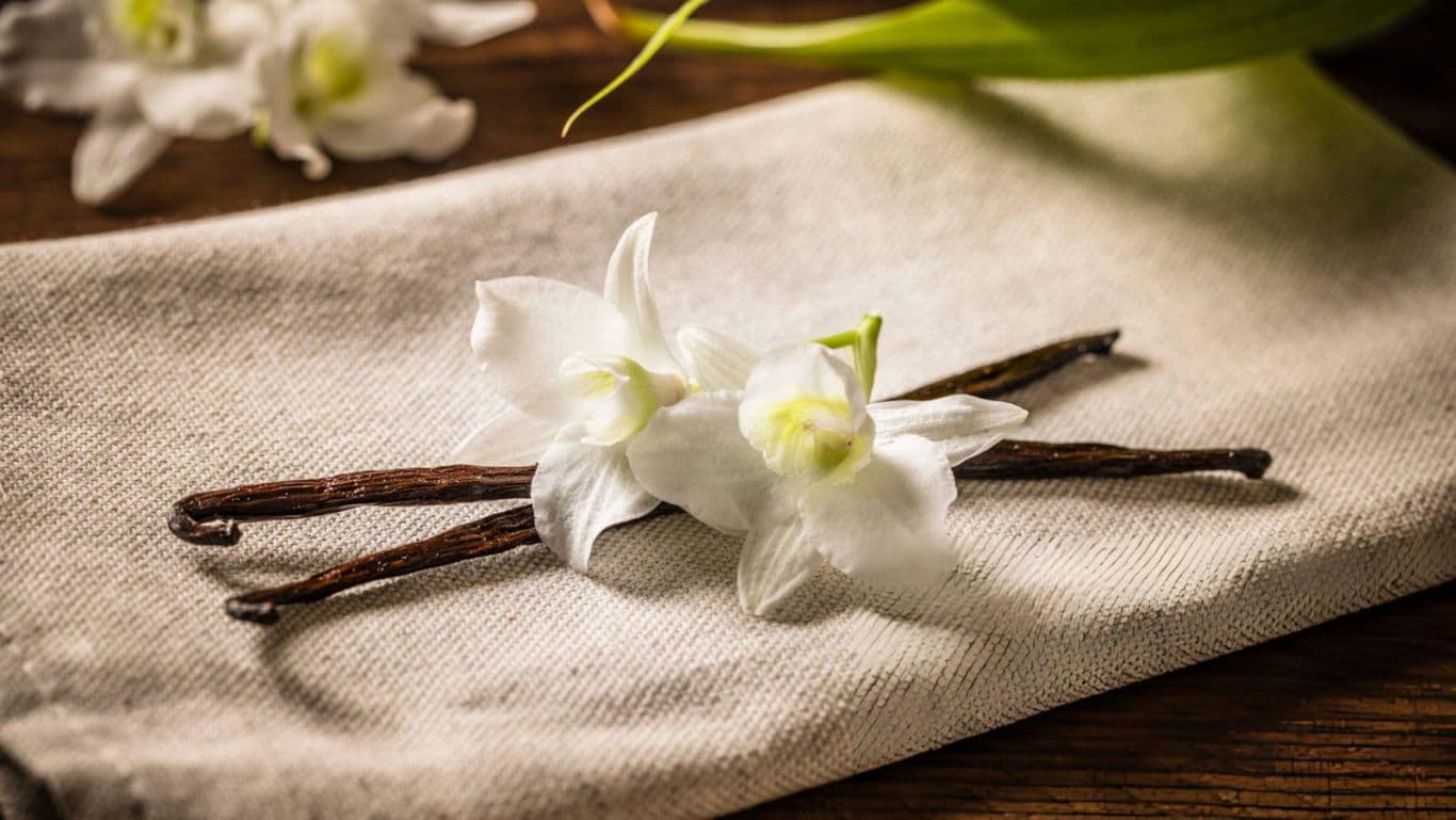 Vanilla beans with their flower