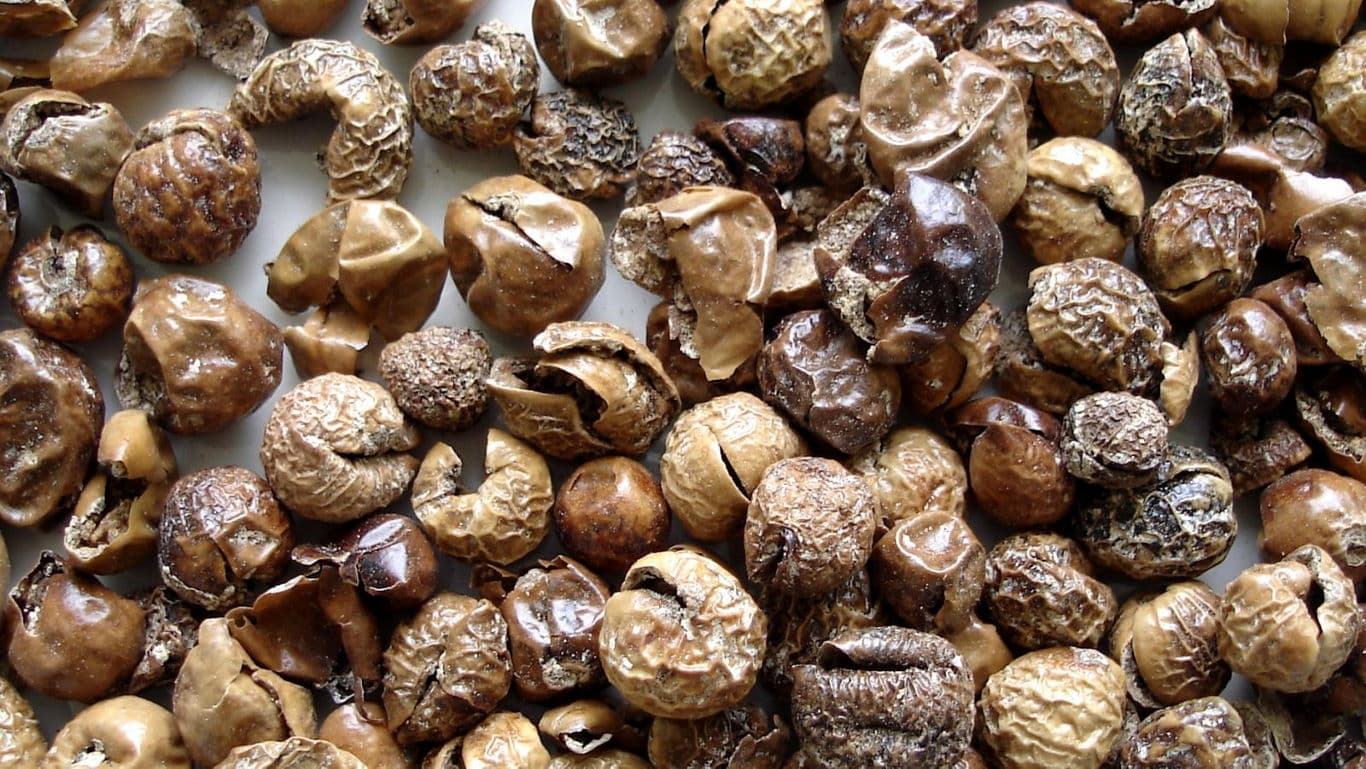 Close-up of dried brown seeds on white background
