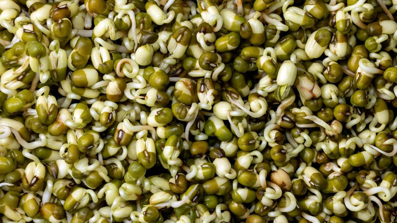Close-up of Fresh Green Mung Bean Sprouts