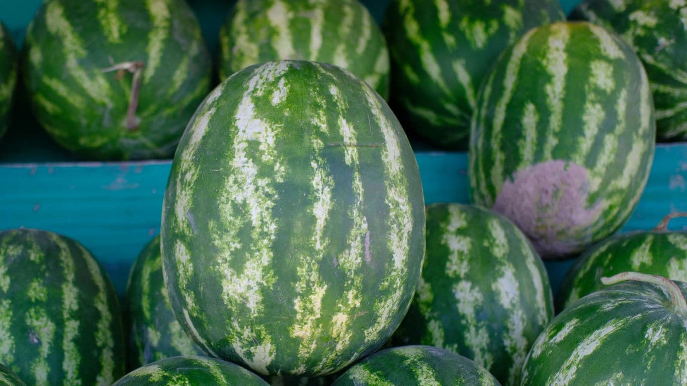 Fresh green watermelons stacked at market stall