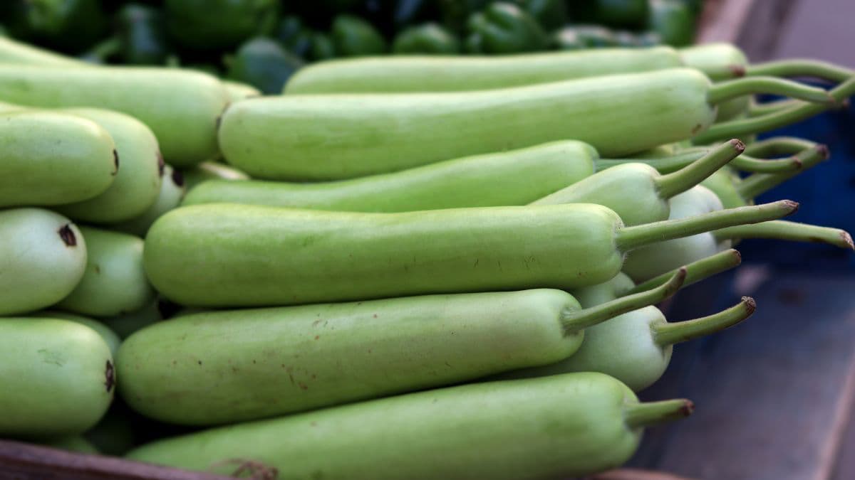 bottle gourds in a pile