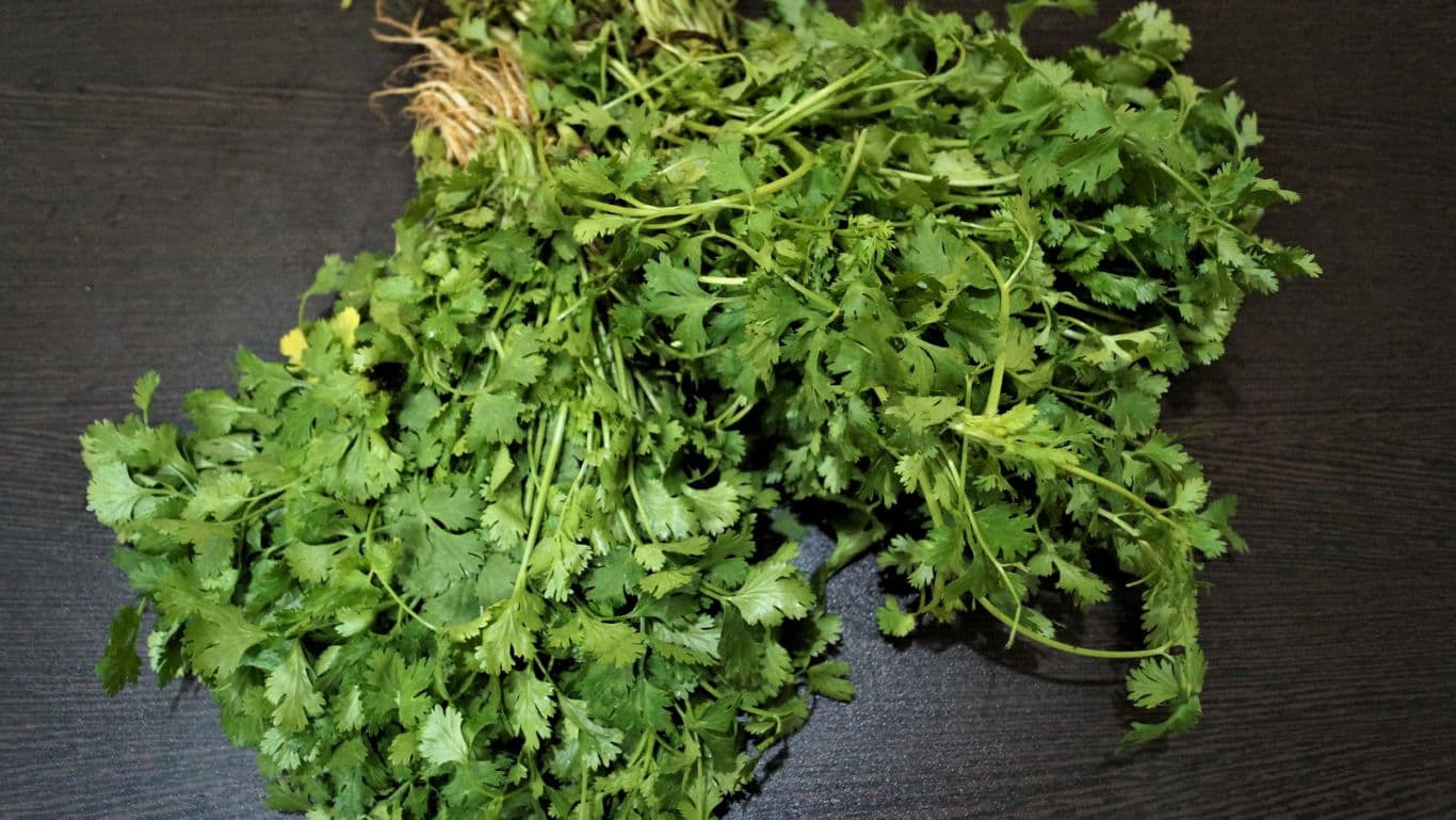 Fresh cilantro bunch on dark surface