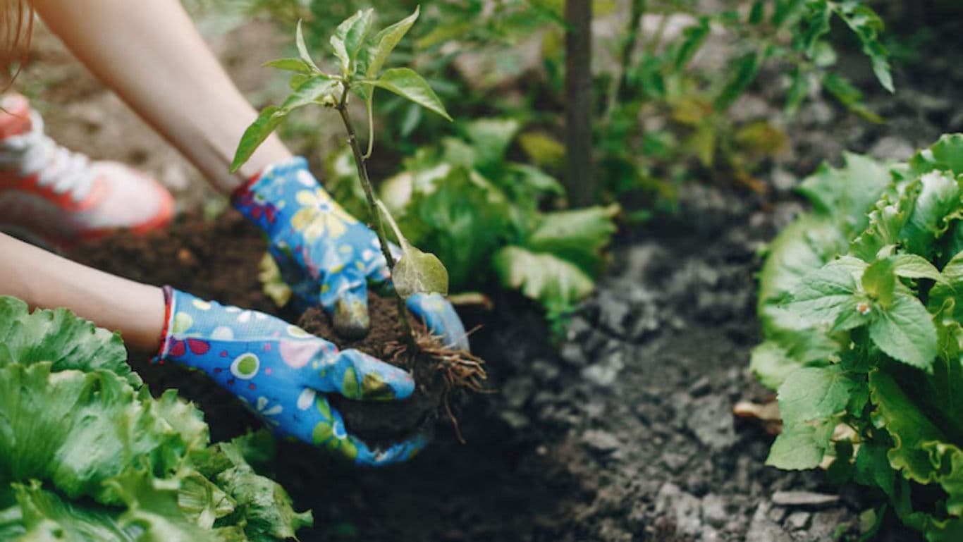 Person planting seedling in vegetable garden soil