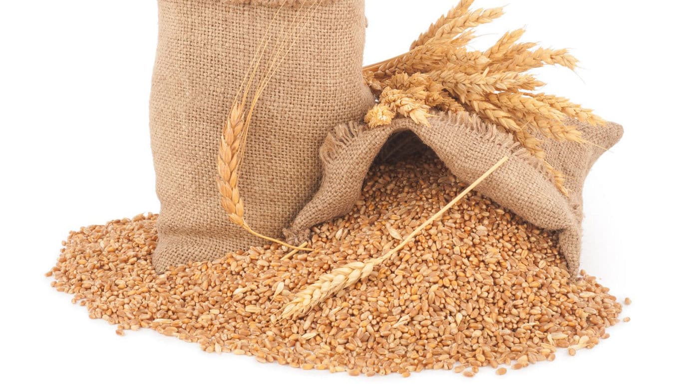 Burlap sacks overflowing with harvested wheat grains