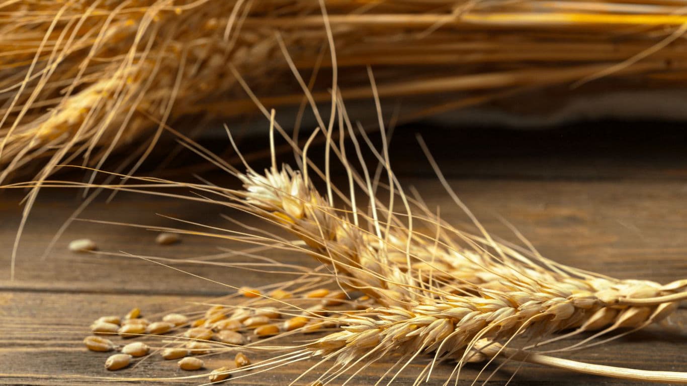 grain ancient