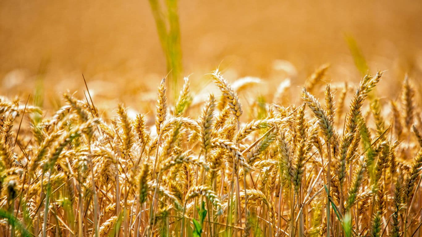 Golden Wheat Field Close-Up in Sunlight