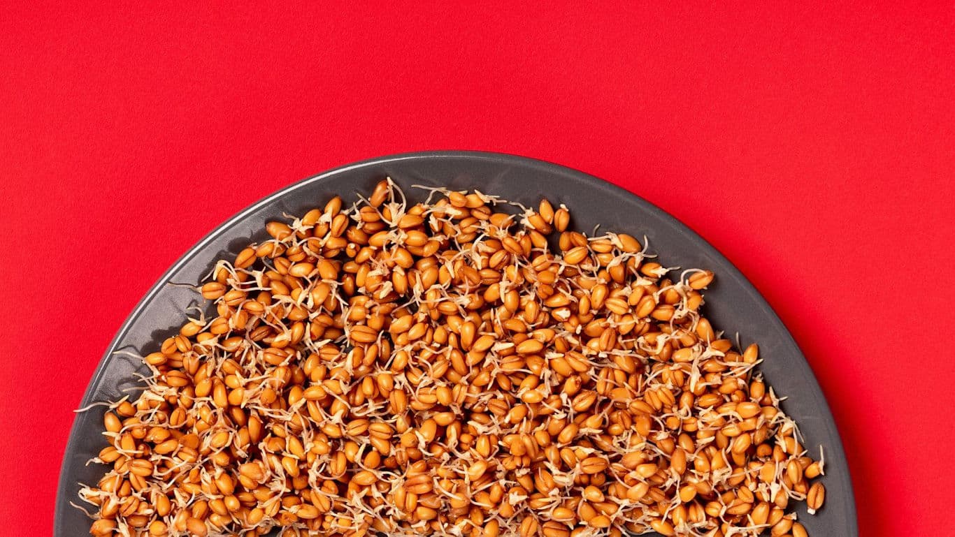 Sprouted wheat grains on dark plate