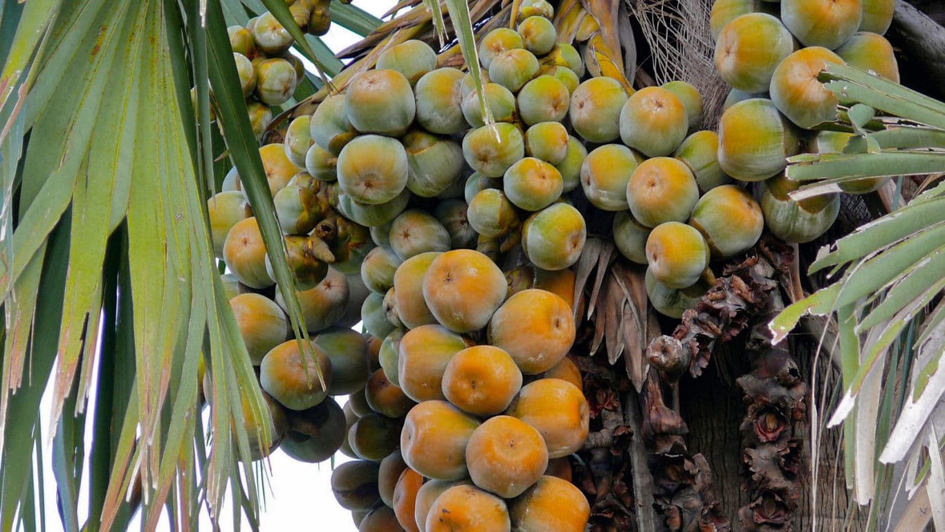 Cluster of ripe palm fruits on tree