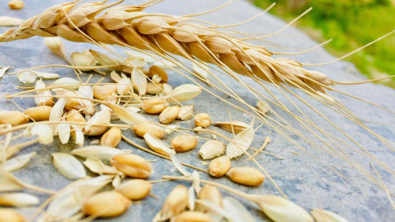 Dhanteras Prosperity Bowl with Seven Grains