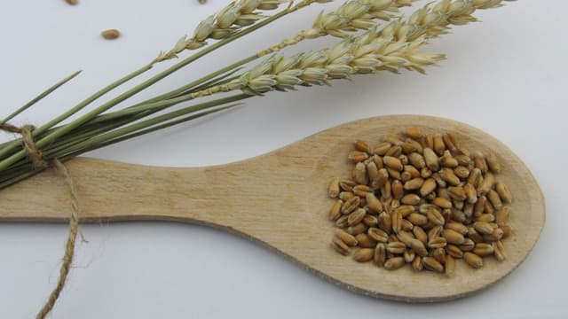 what-is-wheat-germ-and-how-does-it-impact-the-texture-and-flavour-of-khapli-wheat-flour-thumbnail