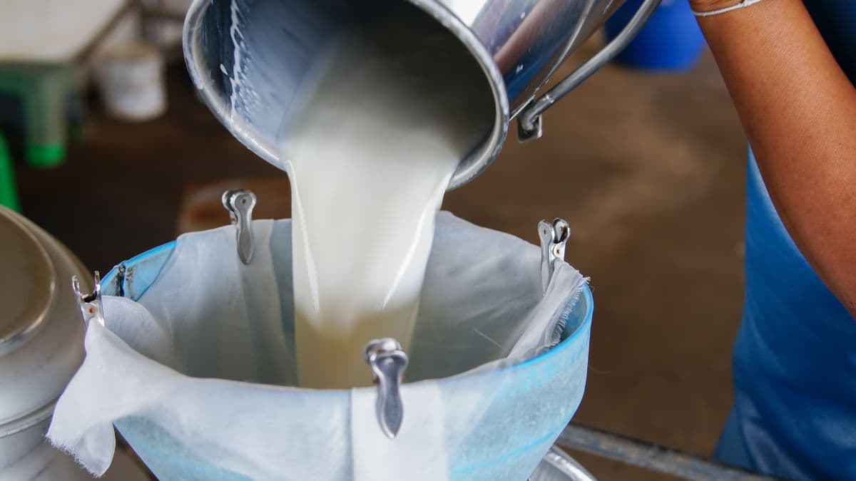 Milk being poured in a bucket