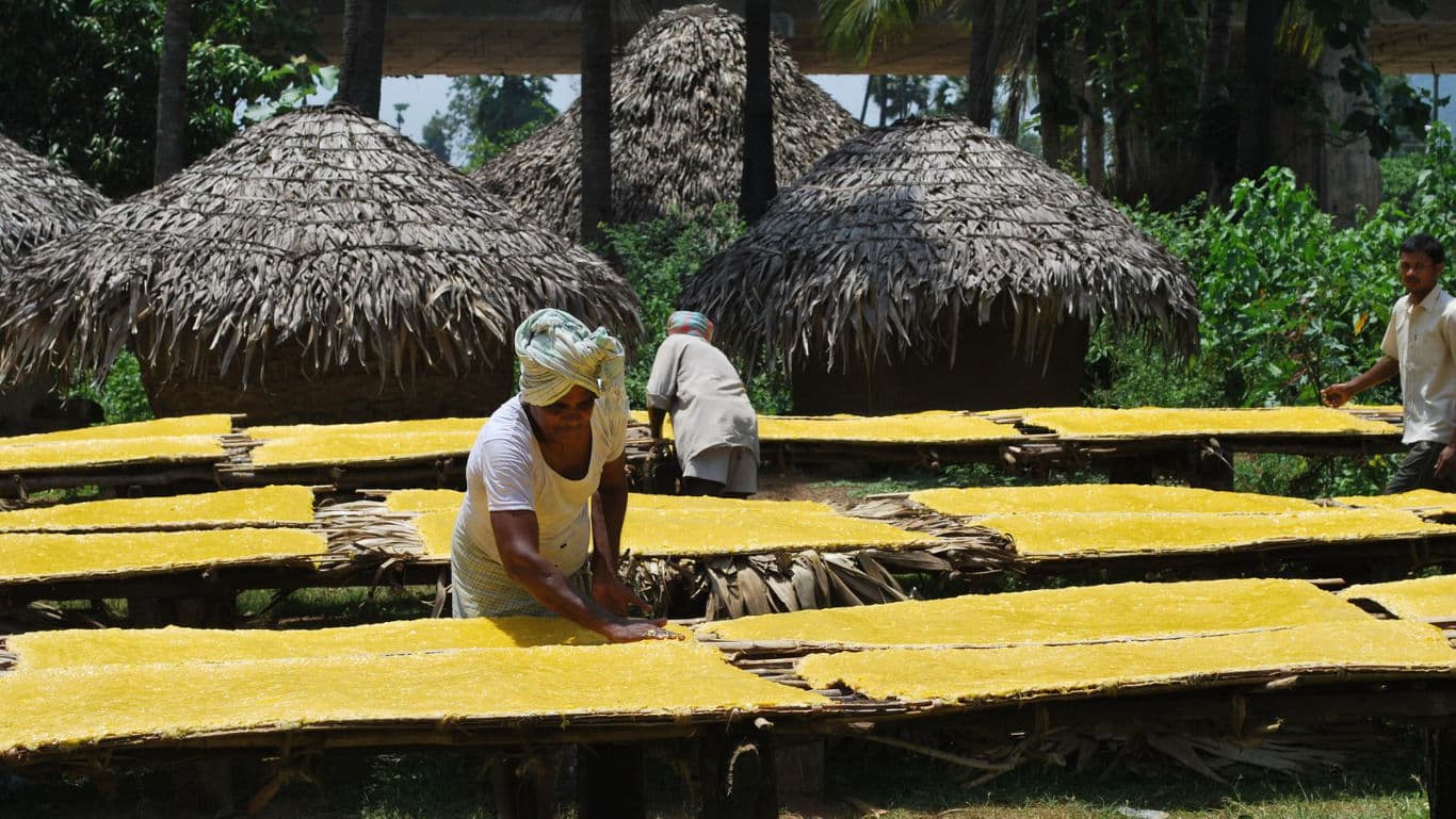 Workers drying yellow food sheets outdoors