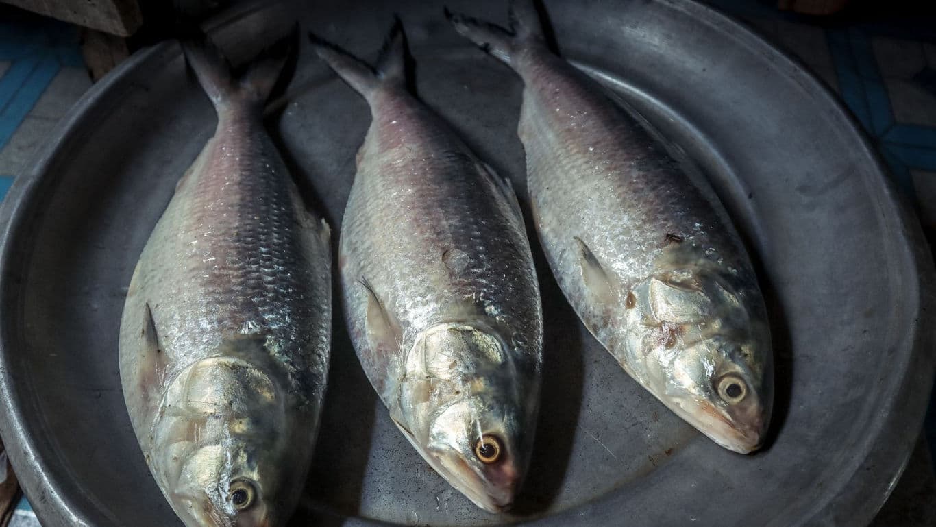 Three fresh whole fish on metal tray