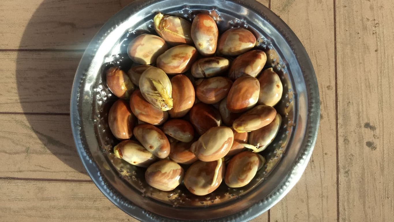 Bowl of jackfruit seeds on wooden surface