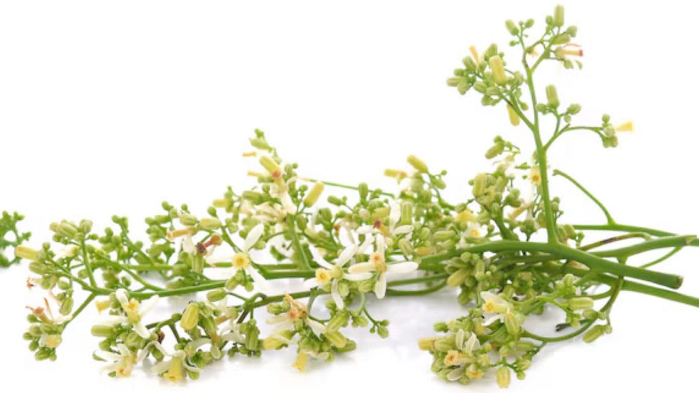 Fresh green neem flowers on white background