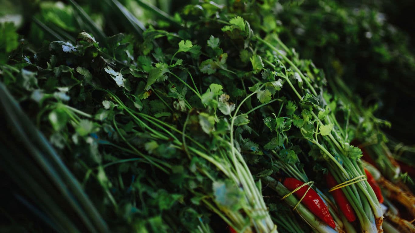 Fresh cilantro bunches at local market