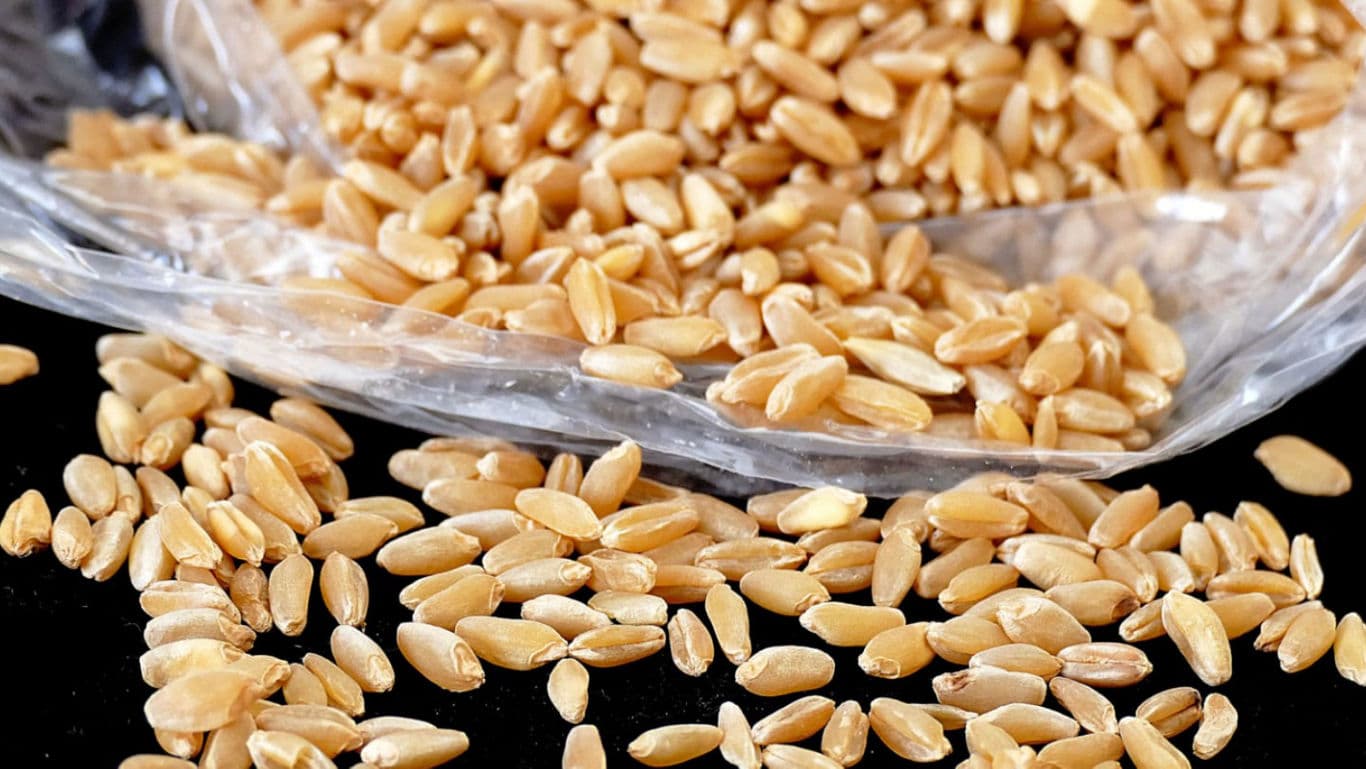 Khapli Wheat In South Indian Cooking