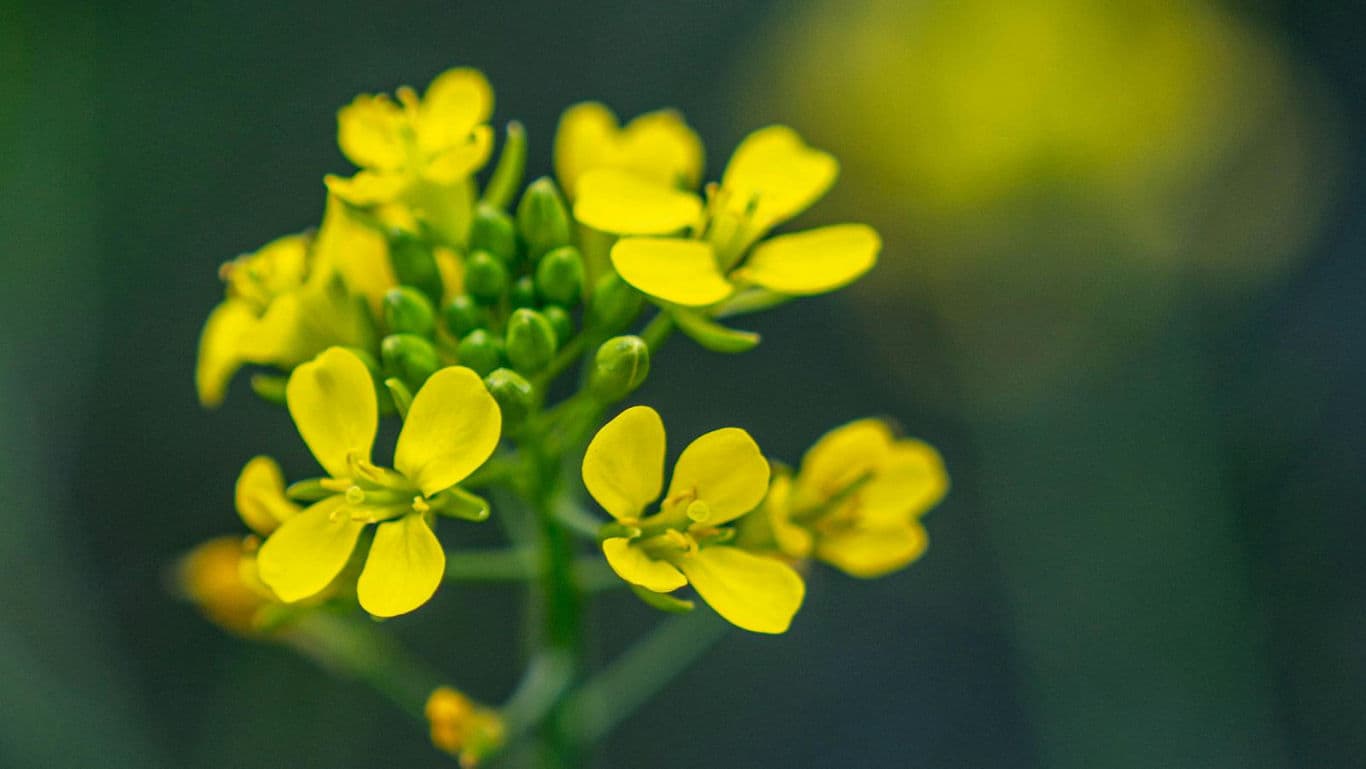 Close-up of vibrant yellow mustard flowers