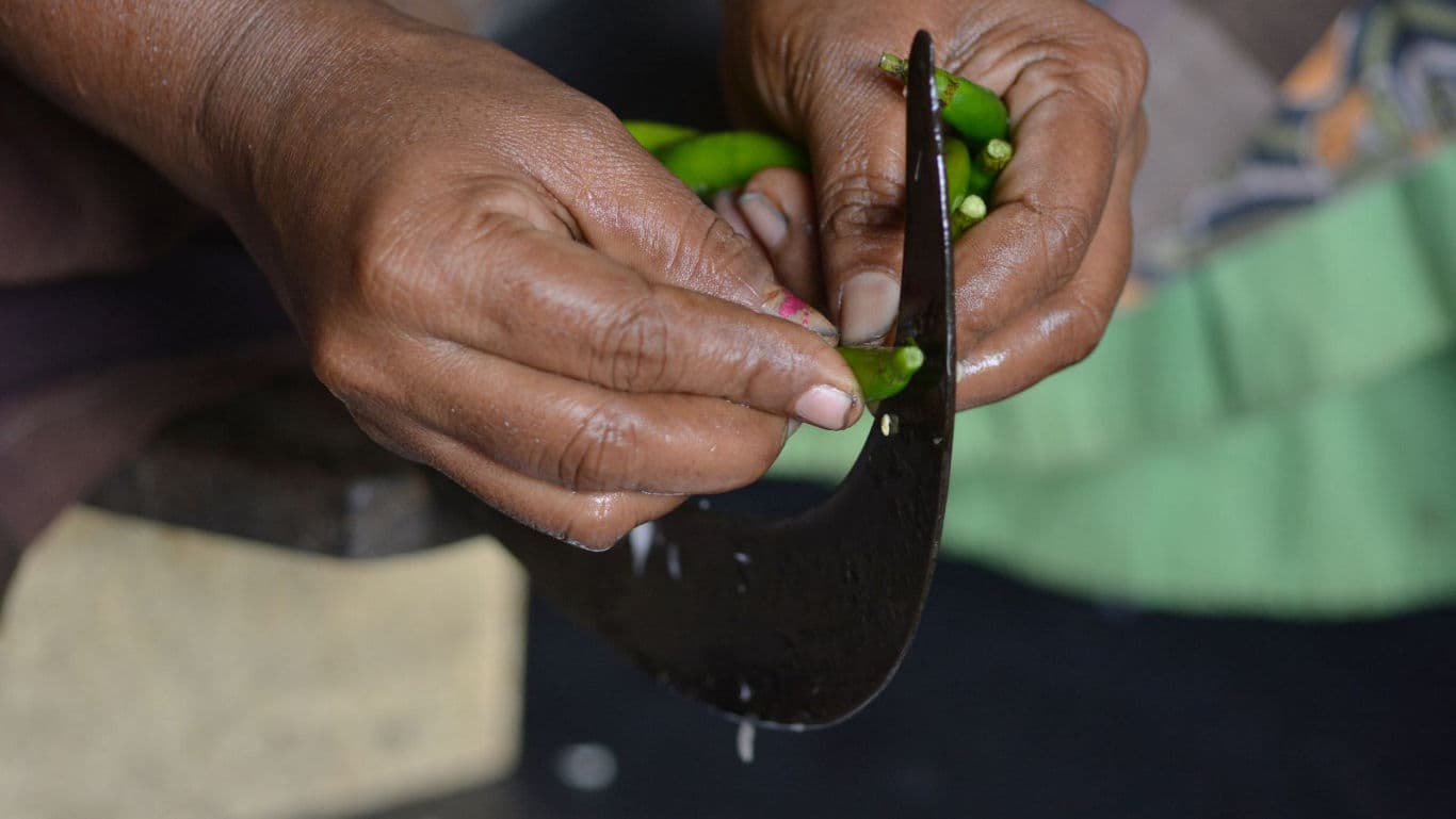 Hands slicing green chilies with traditional curved blade