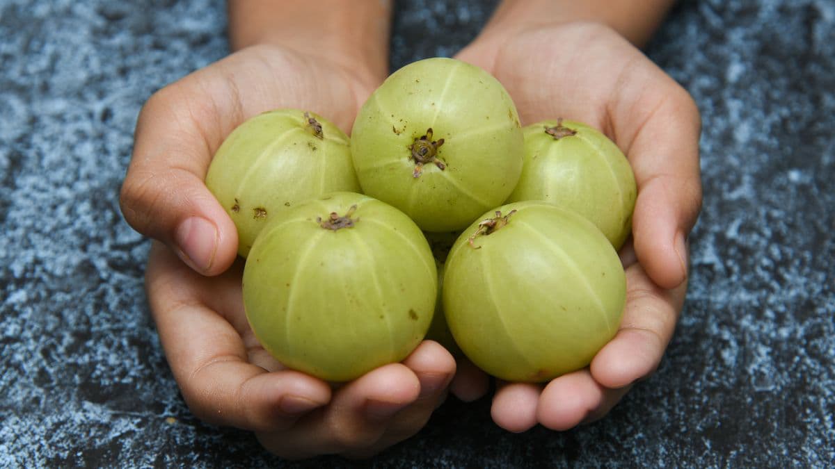 Person holding amla in hand