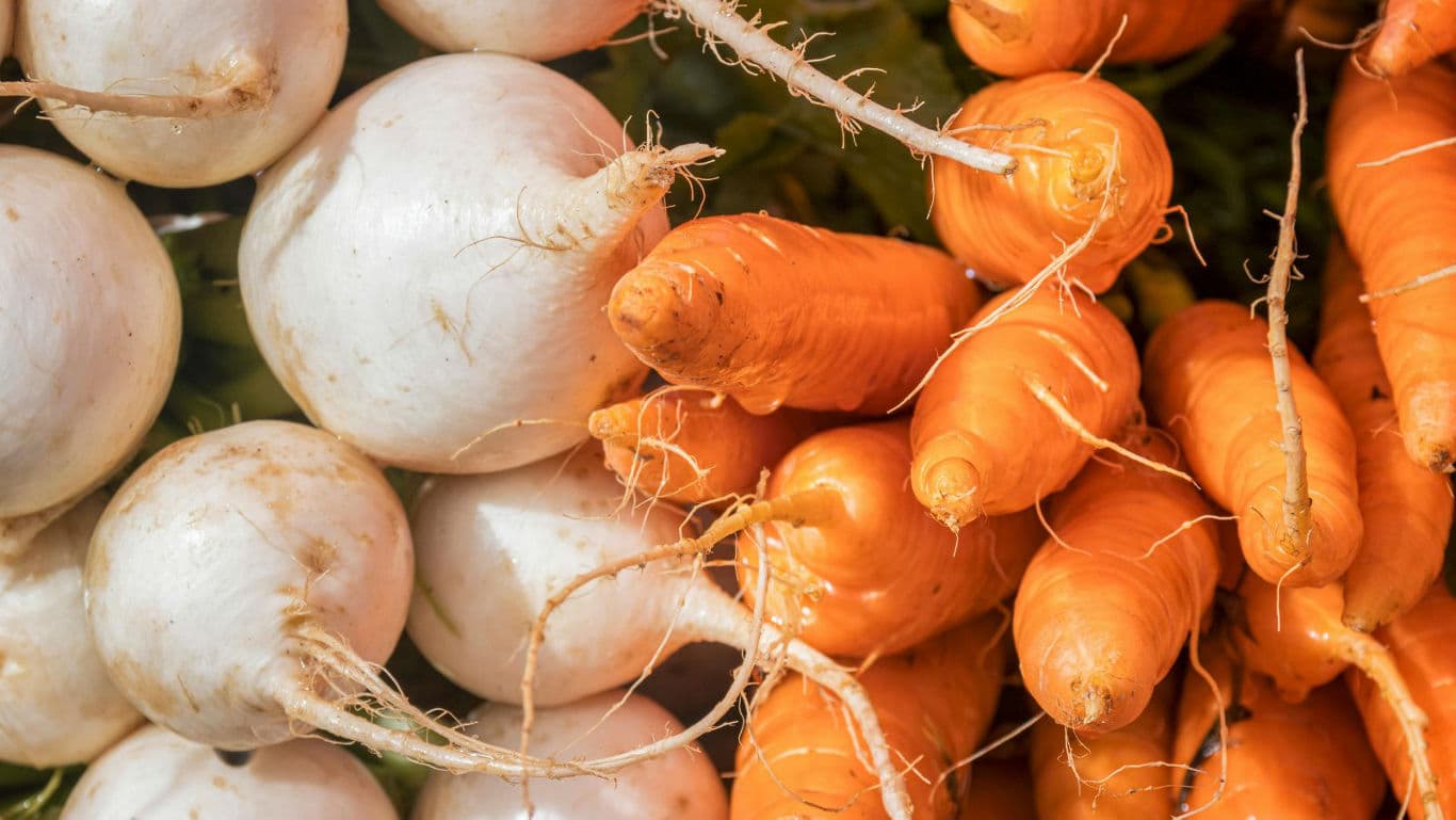 Turnips and carrots fresh
